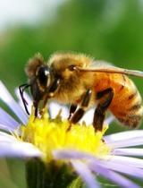 三、 以蜜蜂行为隐喻阐释昵称选择动机