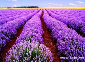 贾汪薰衣草庄园到底在哪里啊找半天找不到