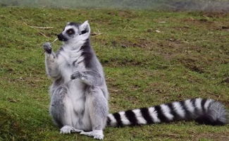 流离失所的生肖动物是哪一种长尾巴的神奇生物呢？