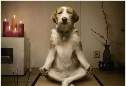 狗年出生的你，真的懂爱情吗？呵呵