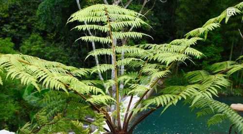 桫椤（Sporadanthus sphaericus)