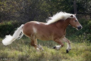 一、  原始信息回顾与核心观点重述