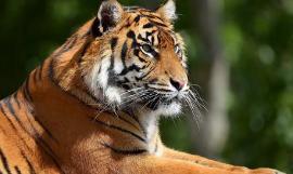 1986年属虎的人哪一年财运最为旺盛？