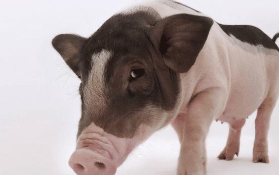 1971年属猪的人一生中会有几次桃花运？