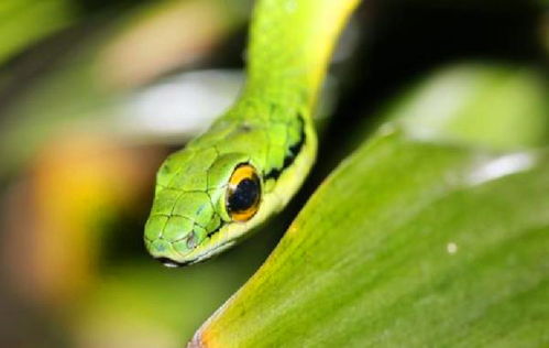 农历七月初七是哪个生肖年份出生的人？