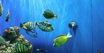 南京海底世界：梦幻般的海洋王国