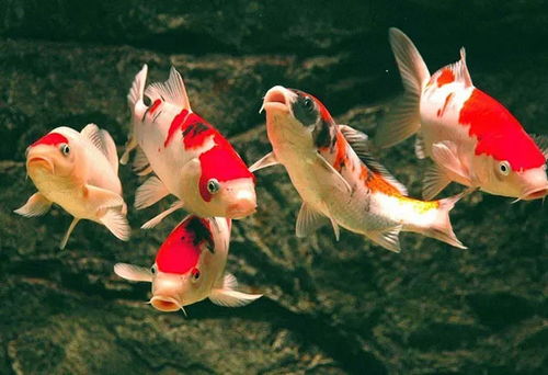 单一物种放养带来的生态风险