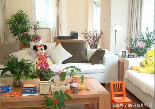 震惊！2026年家里放这种藤会走大运？风水师连夜删帖！