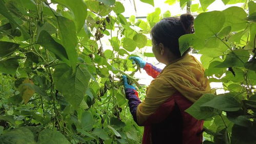 豆角の奇妙冒险：一场菜园子里的灵魂暴走