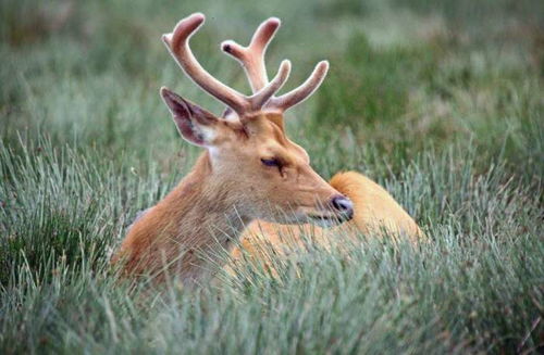 梦见鹿带着光明向我走来这究竟是什么征兆？