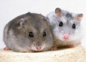 一、 ：传统信仰与现代宠物饲养之交织