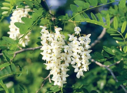 1. 吃饭吃着洋槐花