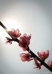 ：夜深人静与花影摇曳之象数意蕴