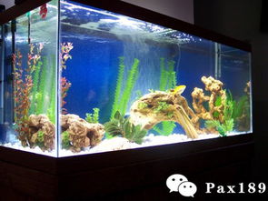 鱼缸放置在角落是否会对家居风水产生不良影响呢？