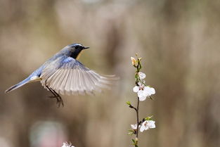 占鹊噪方向吉凶，这鹊噪究竟指的是哪种鸟儿？