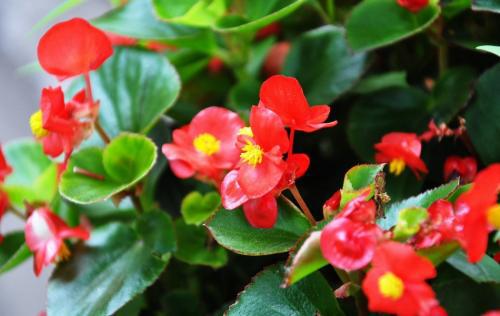 第一章：海棠花“不吉利”传说的文化溯源与误读