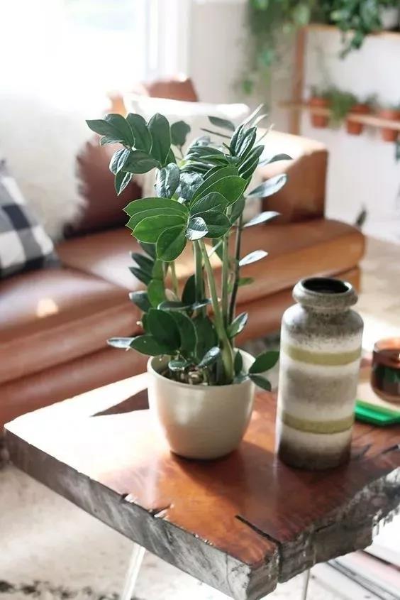 4．观叶兰（Chlorophytum comosum）