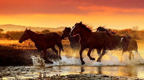 2026年属马的人有哪些大预兆？那年最吉利的六个生肖是哪些？