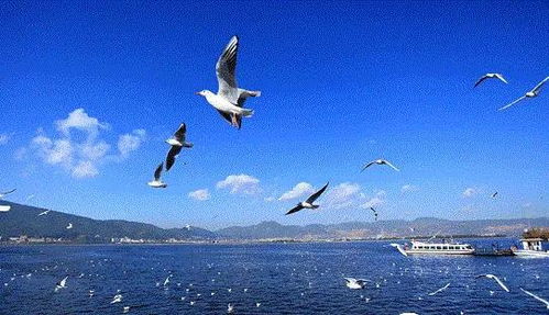 “挖沙神器”和“海鸥经济学”：这些细节比景点重要