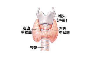 2.1 手骨结构特点