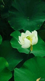 沾花惹草和拈花惹草分别对应哪两个生肖年份？