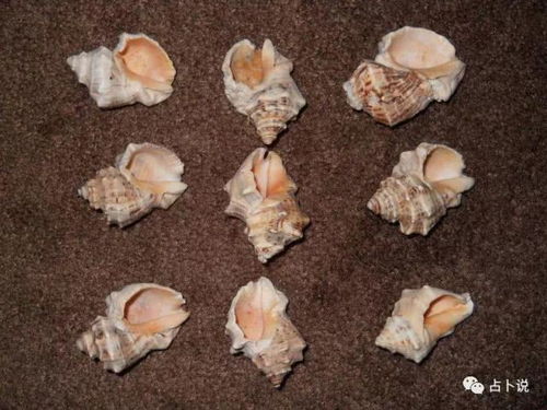 梦见捡好多海螺，不同星座女人这是什么征兆？