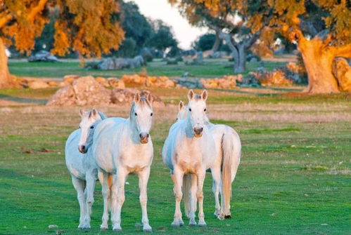 1990年属马6月22日运势中推荐的风水物件是什么？