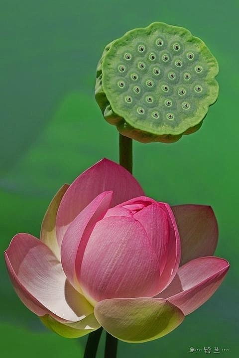 卧槽！离婚女人梦到水里荷花炸裂了