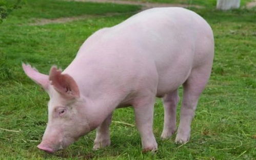 1995年属猪2026年感情运势如何变化？