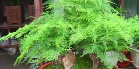 文竹开花预示着什么吉祥风水征兆？