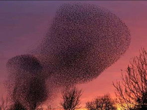 二、  水生生物的变色机制与环境适应