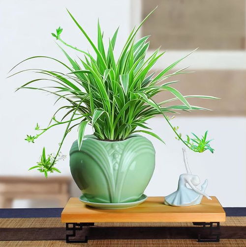 一、 植物生较长周边环境与方位选择的关联性解析