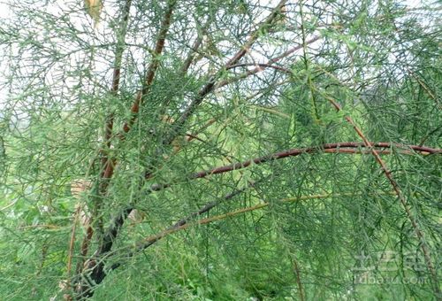 家里适合养殖雪柳吗？这会对风水有影响吗？