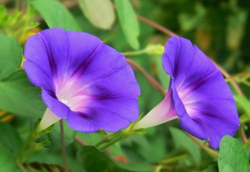 如何用最简单的方法化解风水中的牵牛冲牵牛煞？