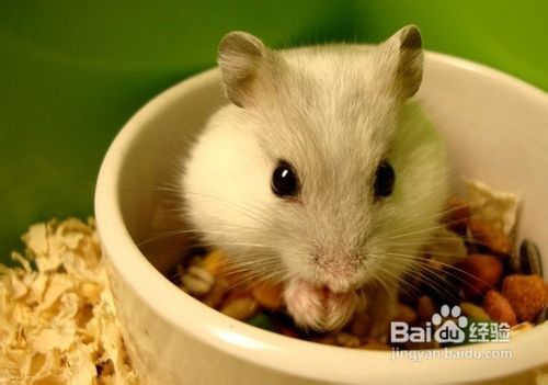 属鼠摩羯座是什么命，他们的成功年纪究竟在何时到来呢？