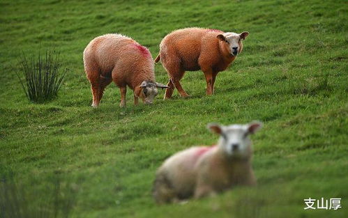 2. 羊男遇上狗女