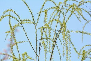 柳枝的风水寓意是什么？腊柳在风水上有哪些特殊含义？