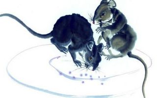 属鼠女离婚后对待感情会有哪些改变？