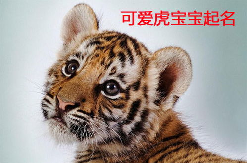 2. 较小众寒冷门姓氏：需要更有创意些哦~