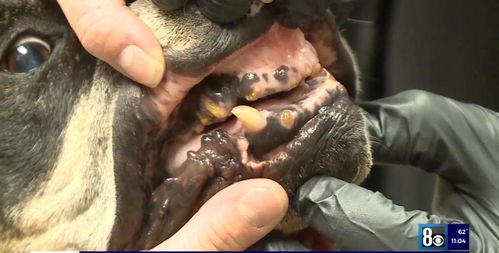 一、 饥饿之石的历史渊源与周期性出现