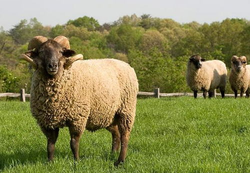 1991年属羊的男士命运究竟如何？他们的生活轨迹和命运走向是怎样的？