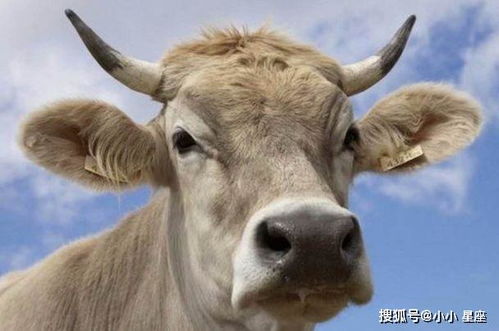 属牛人佩戴什么可以化解太岁影响？—— 生肖星座与风水学深度分析报告