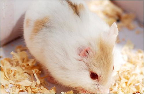 属鼠的宝宝出生在哪个月份最吉祥，送什么礼物能表达最美好的祝福呢？