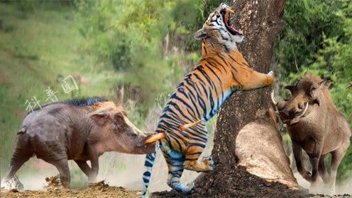 闻风丧胆的生肖是哪个？