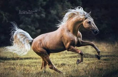 生肖马：奔放与自由的追求