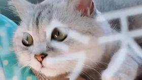 一、 独一无二性的文化根源与现代需求