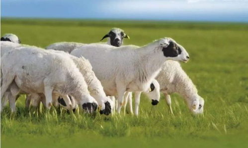 二、  环境能量的优化：风水布局在运势提升中的实证分析