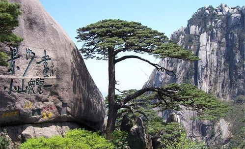 谁说黄山只能从汤口进？塞西站才是隐藏入口！