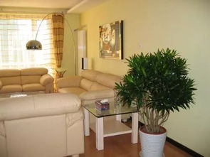 家里摆放菊花对风水有影响吗？