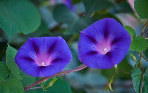 4. 牵牛花、 地锦（牵牛/地锦）